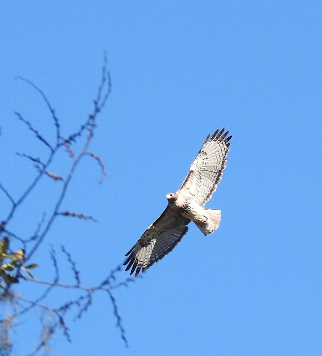 Red-tailed Hawk - ML647251616