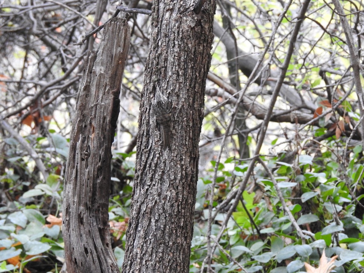 Brown Creeper - ML647251617