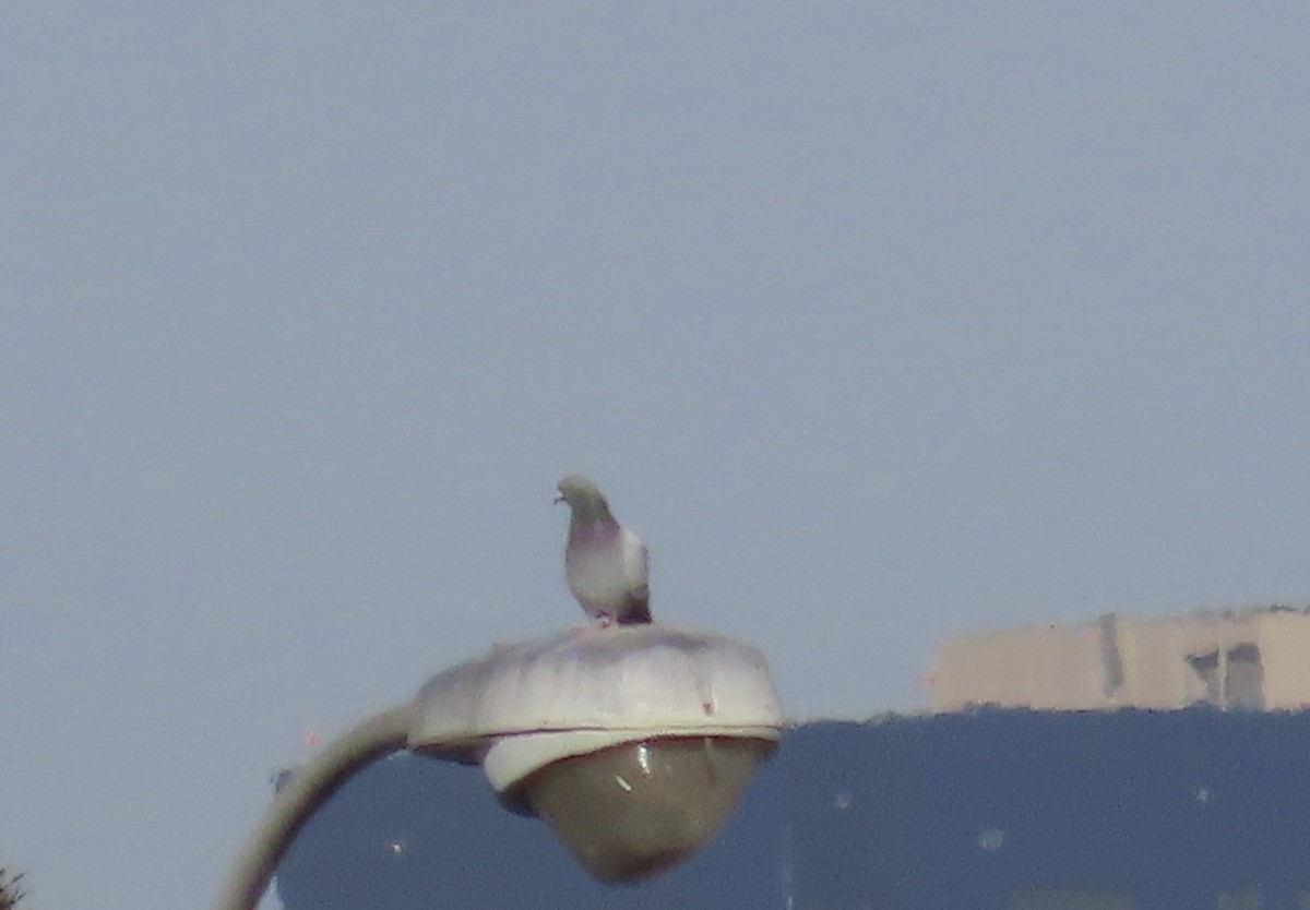 White-winged Dove - ML647251618