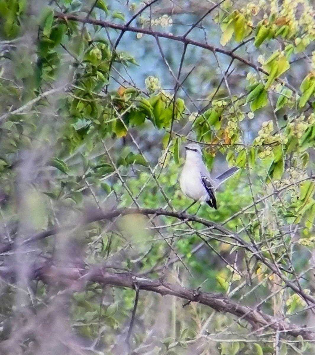 Tropical Mockingbird - ML647251619