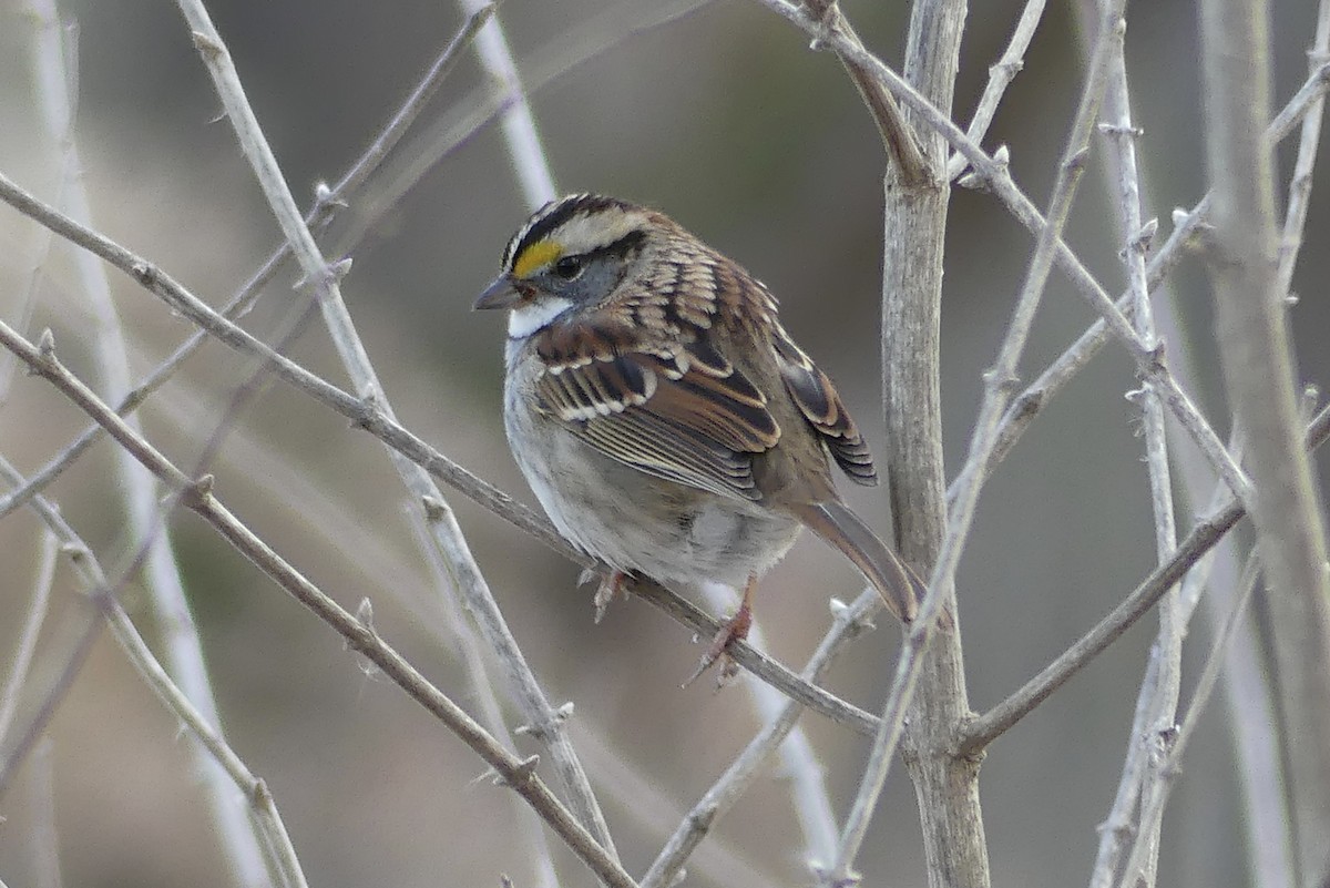 White-throated Sparrow - ML647251620