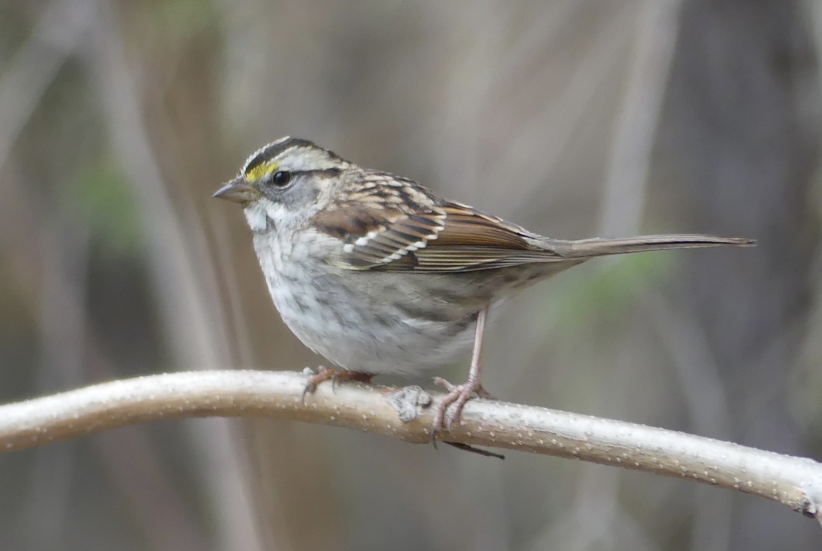 White-throated Sparrow - ML647251621