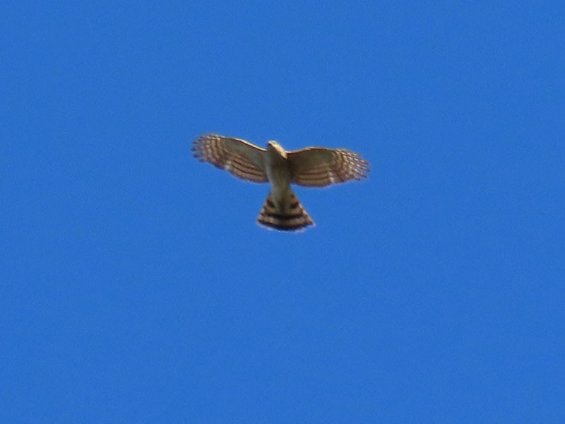 Sharp-shinned Hawk - ML647251622