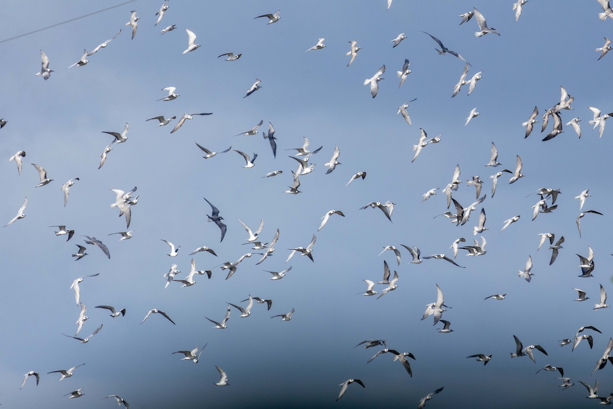 White-winged Tern - ML647251623