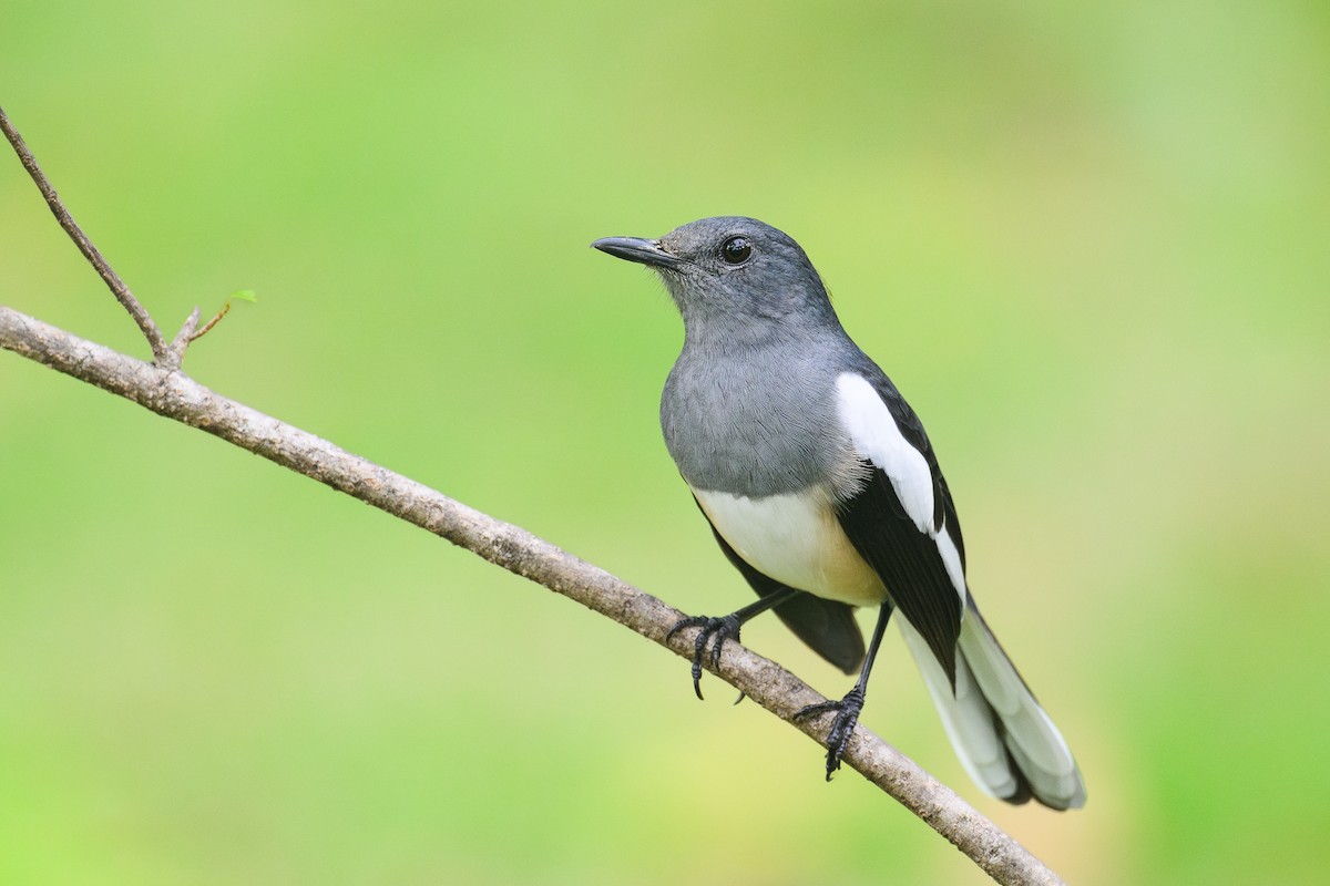 Шама східна - ML647251624