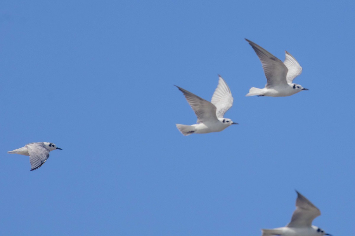 White-winged Tern - ML647251625
