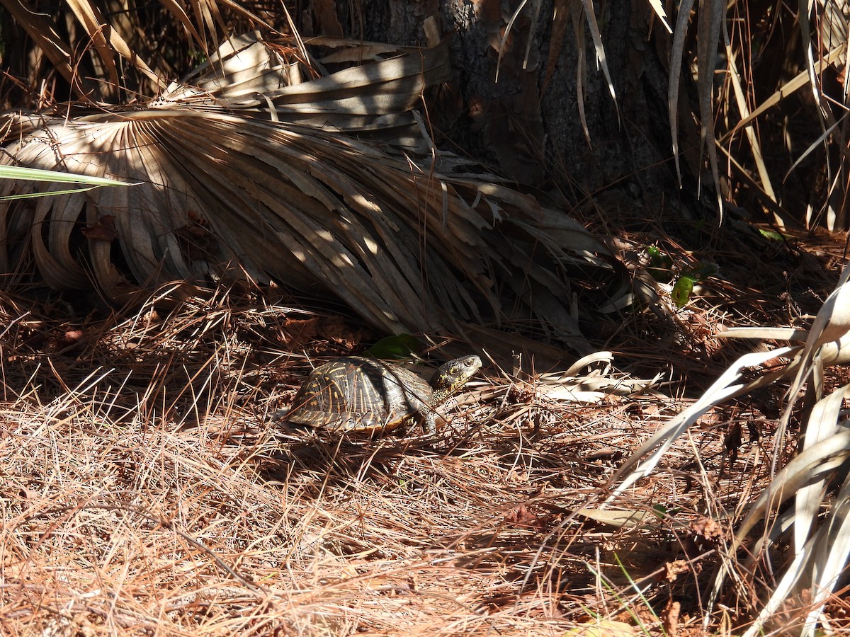 Florida Box Turtle - ML647251631
