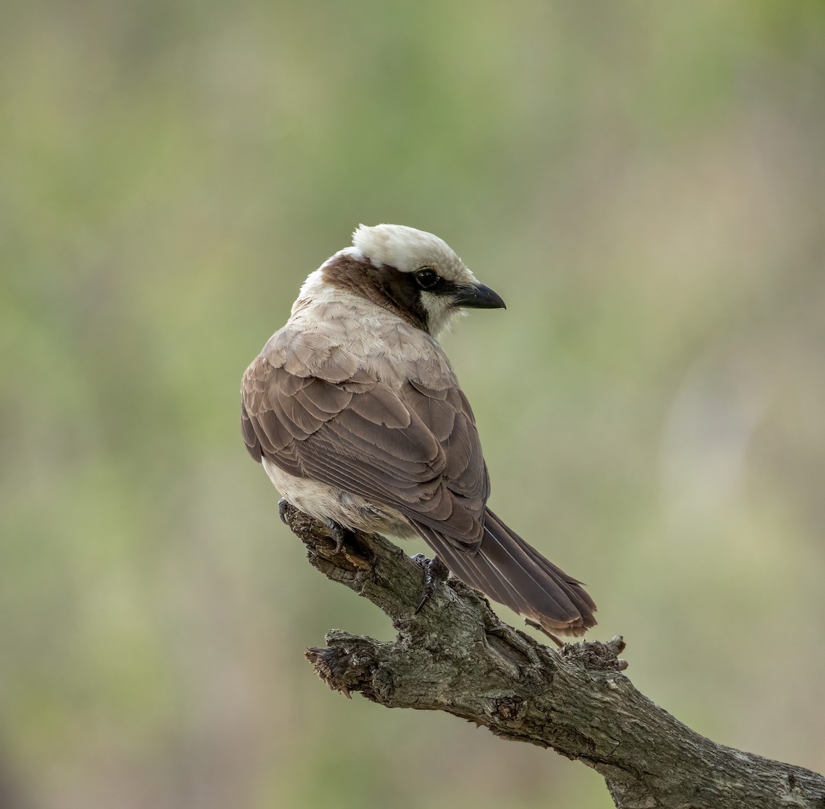 Ak Taçlı Örümcekkuşu - ML647251637