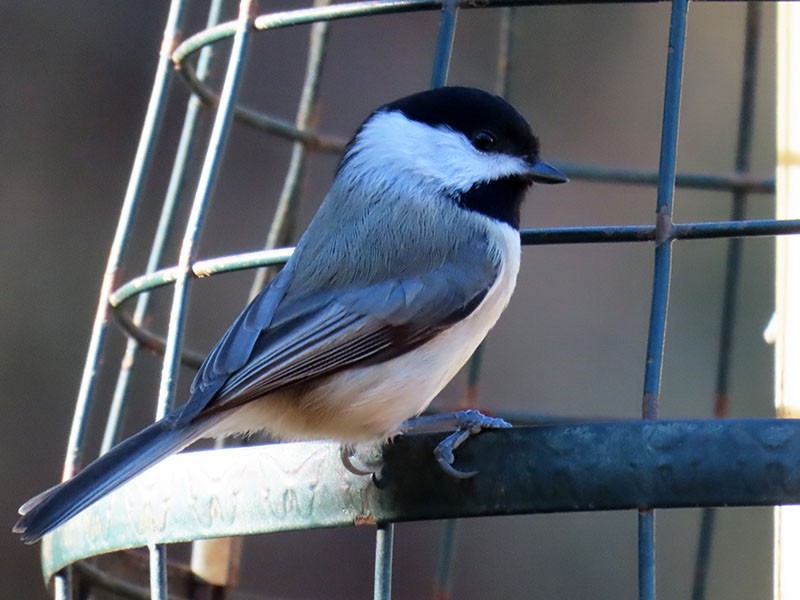 Каролинская гаичка - ML647251645