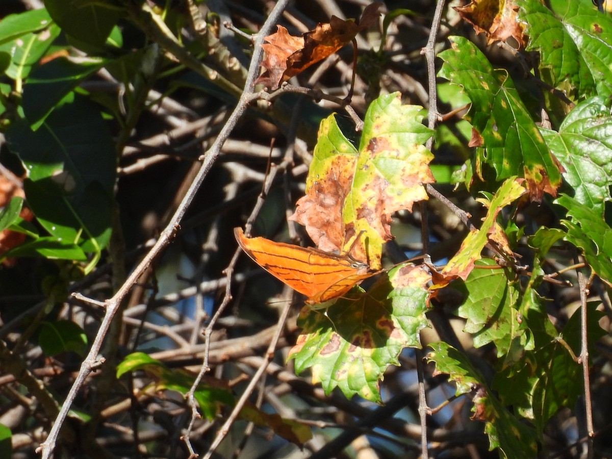 Ruddy Daggerwing - ML647251655