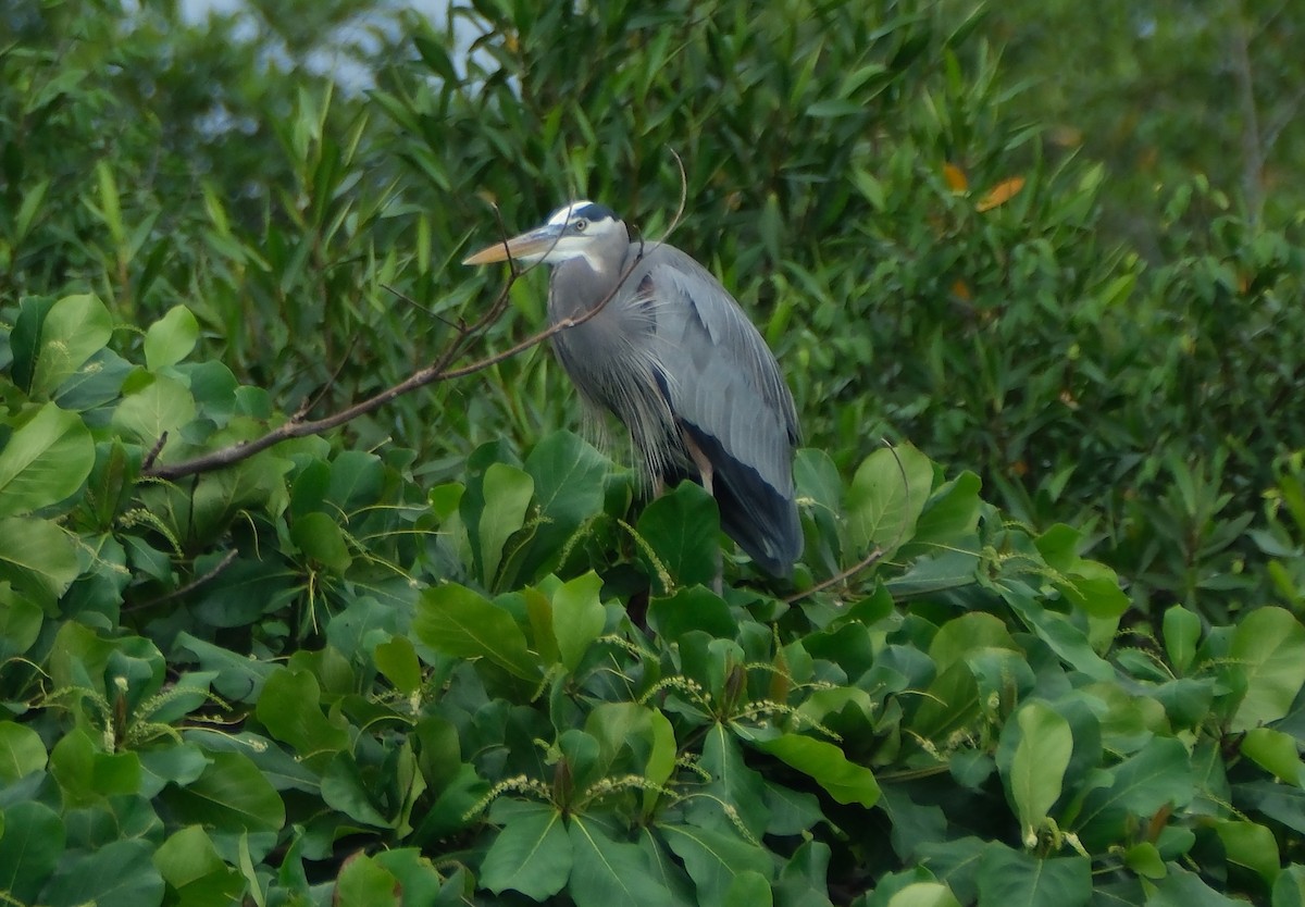 Great Blue Heron - ML647251658