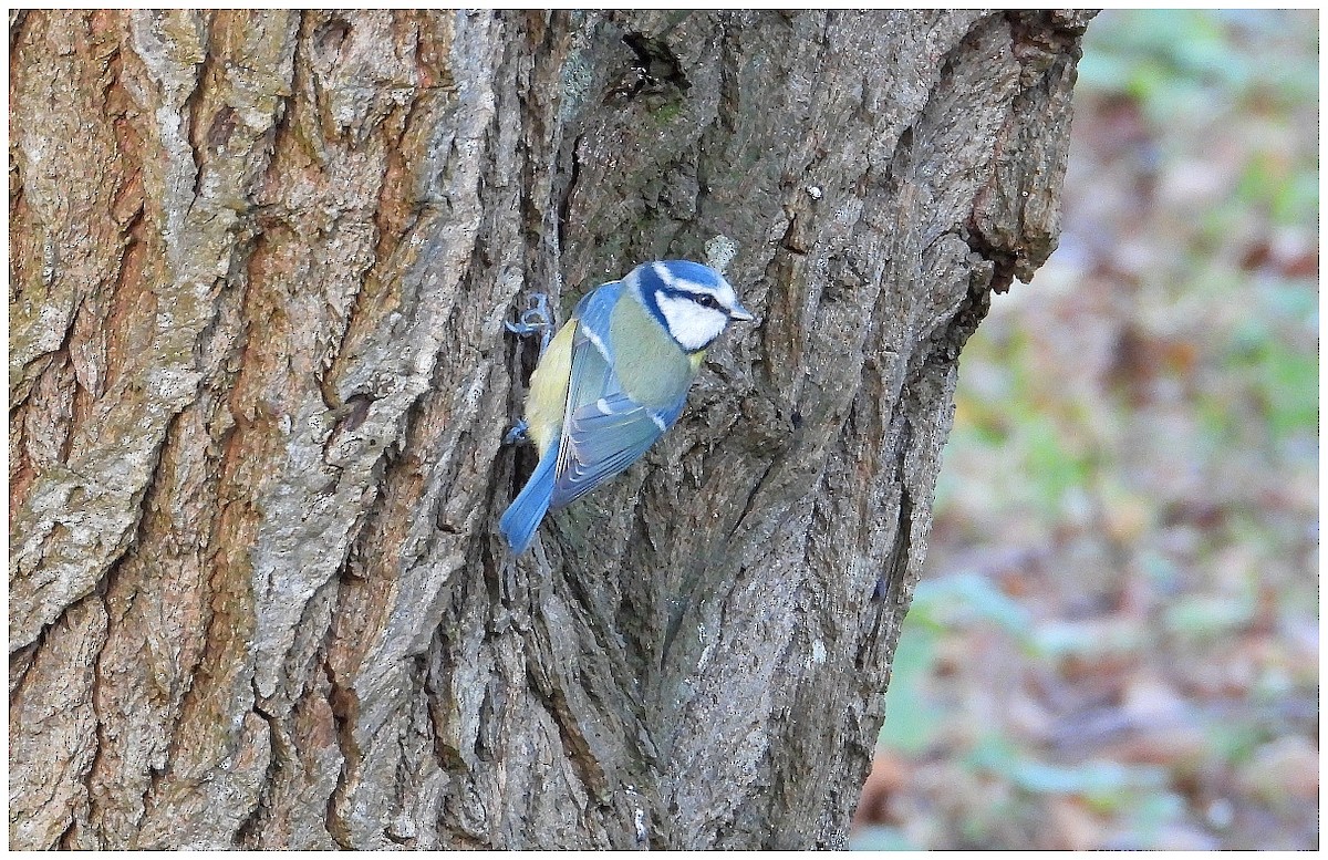 Herrerillo Común - ML647251675