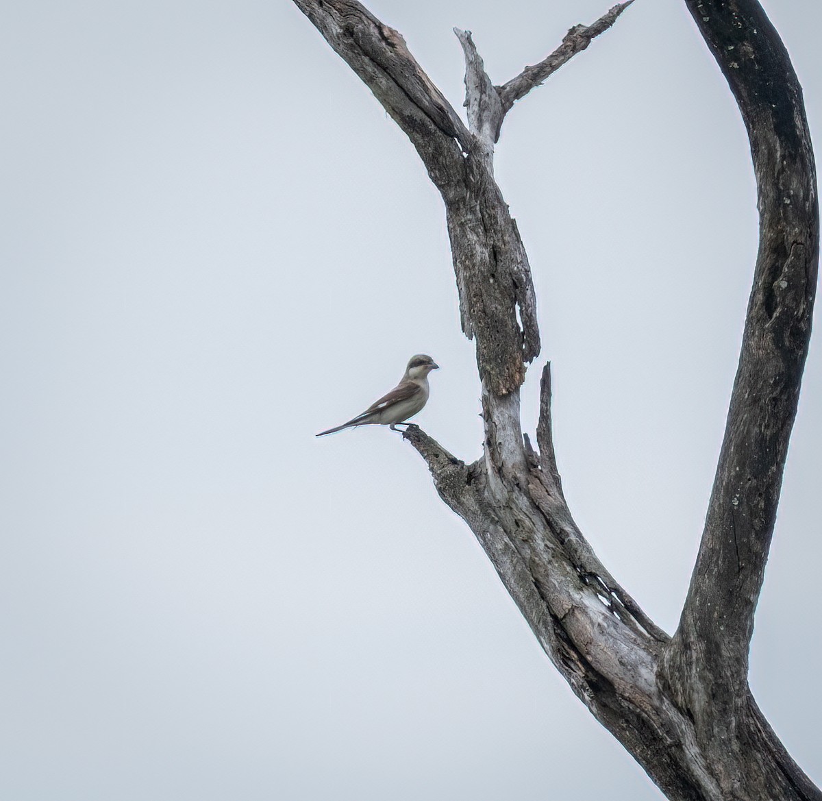 Чернолобый сорокопут - ML647251678