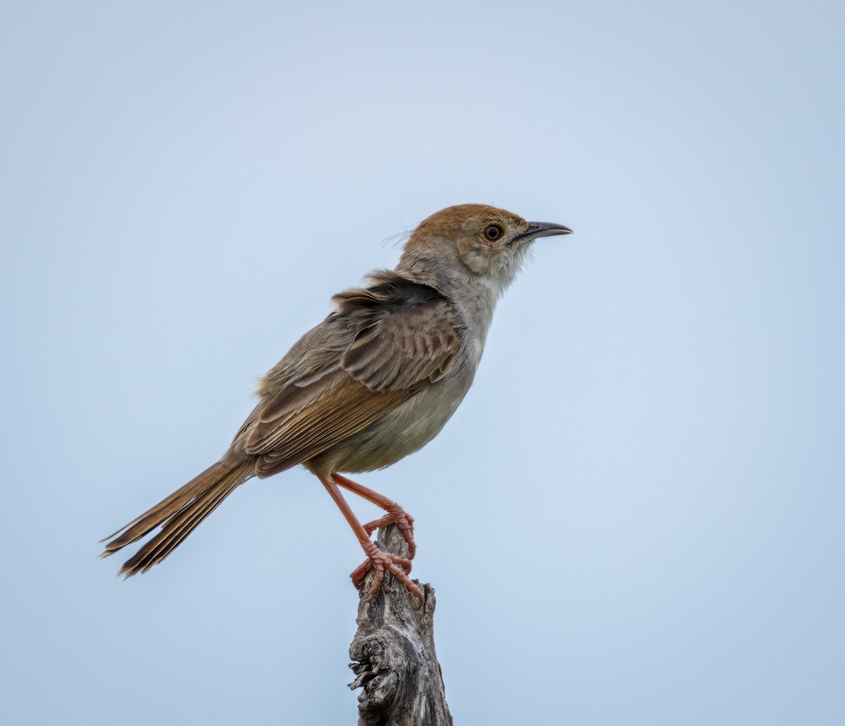 Rotscheitel-Zistensänger - ML647251688