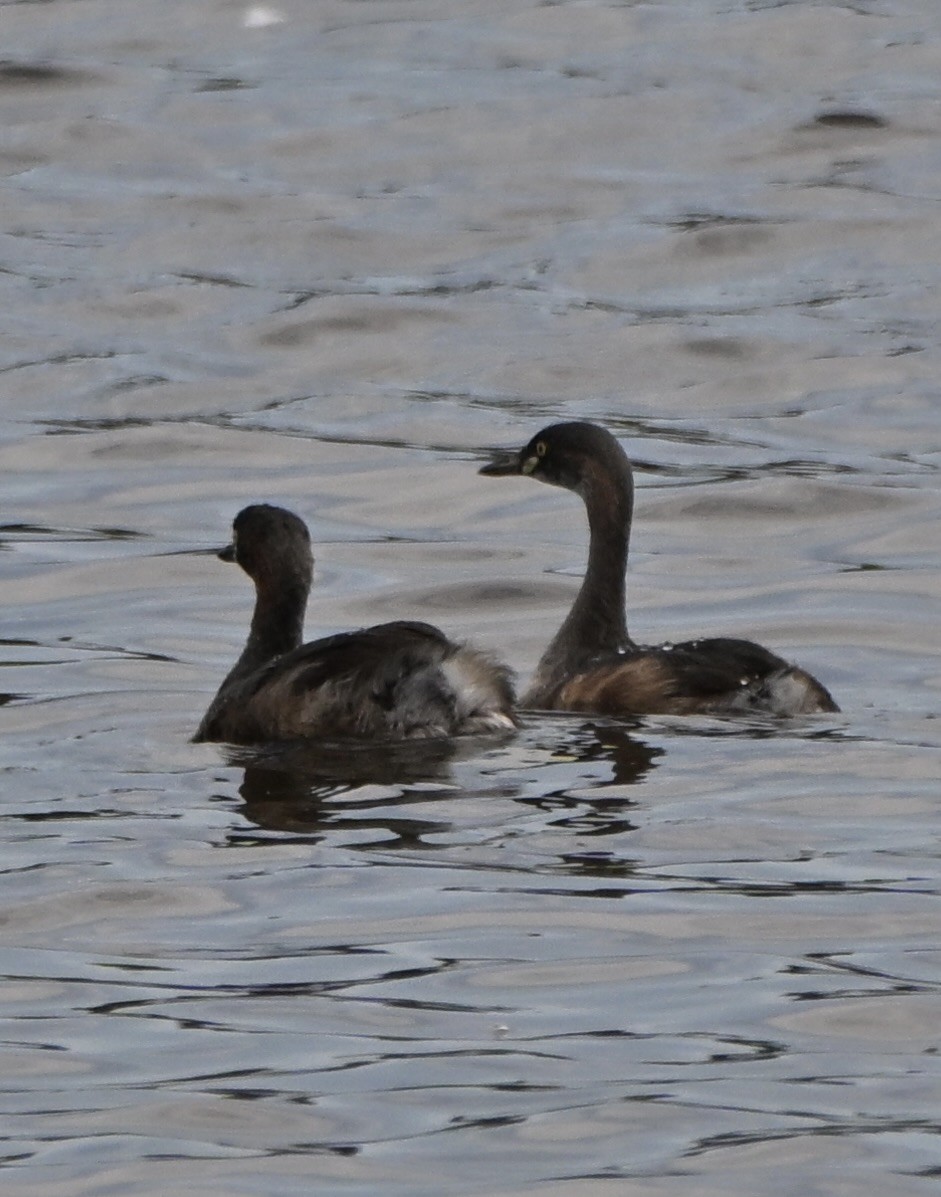 Australasian Grebe - ML647251689