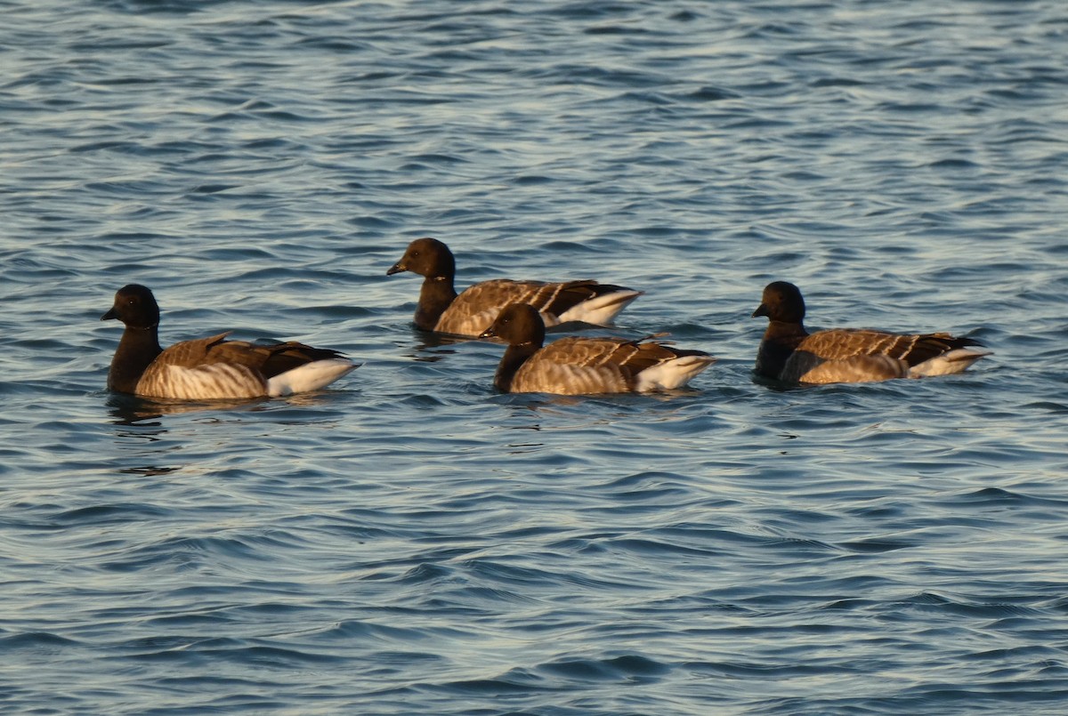 Brant - ML647251692