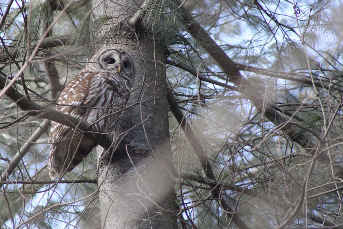 Сова неоарктична - ML647251695