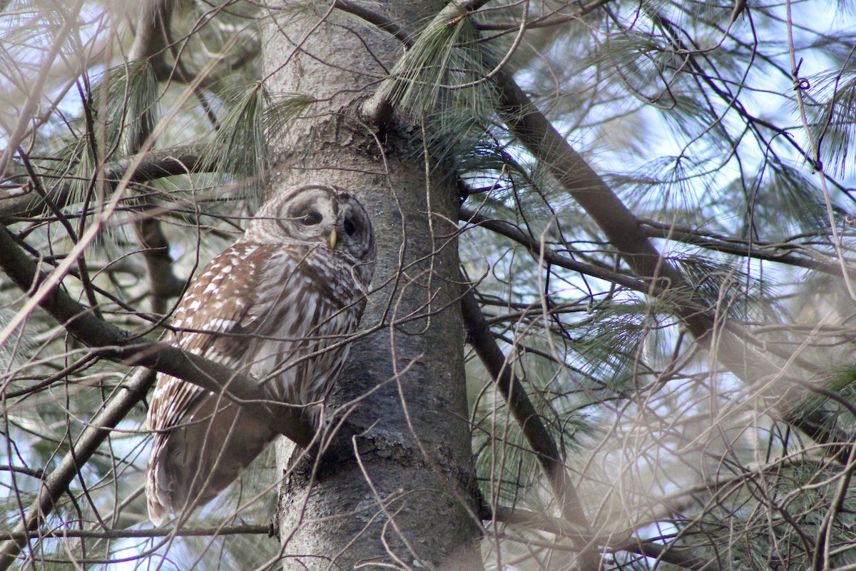 Сова неоарктична - ML647251696