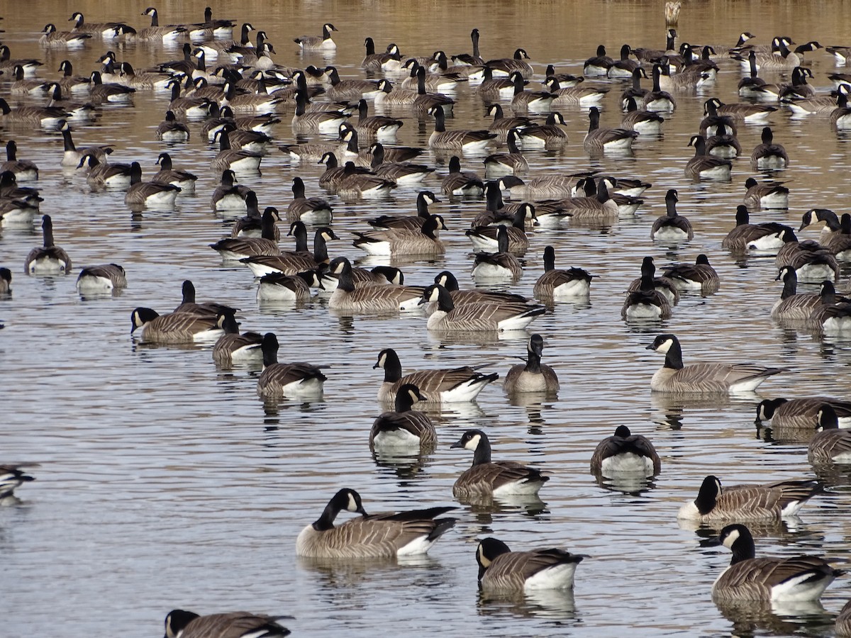 Казарка мала - ML647251698