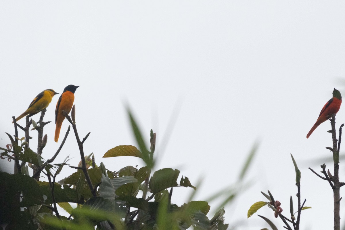 Личинкоїд пломенистий [група speciosus] - ML647251699