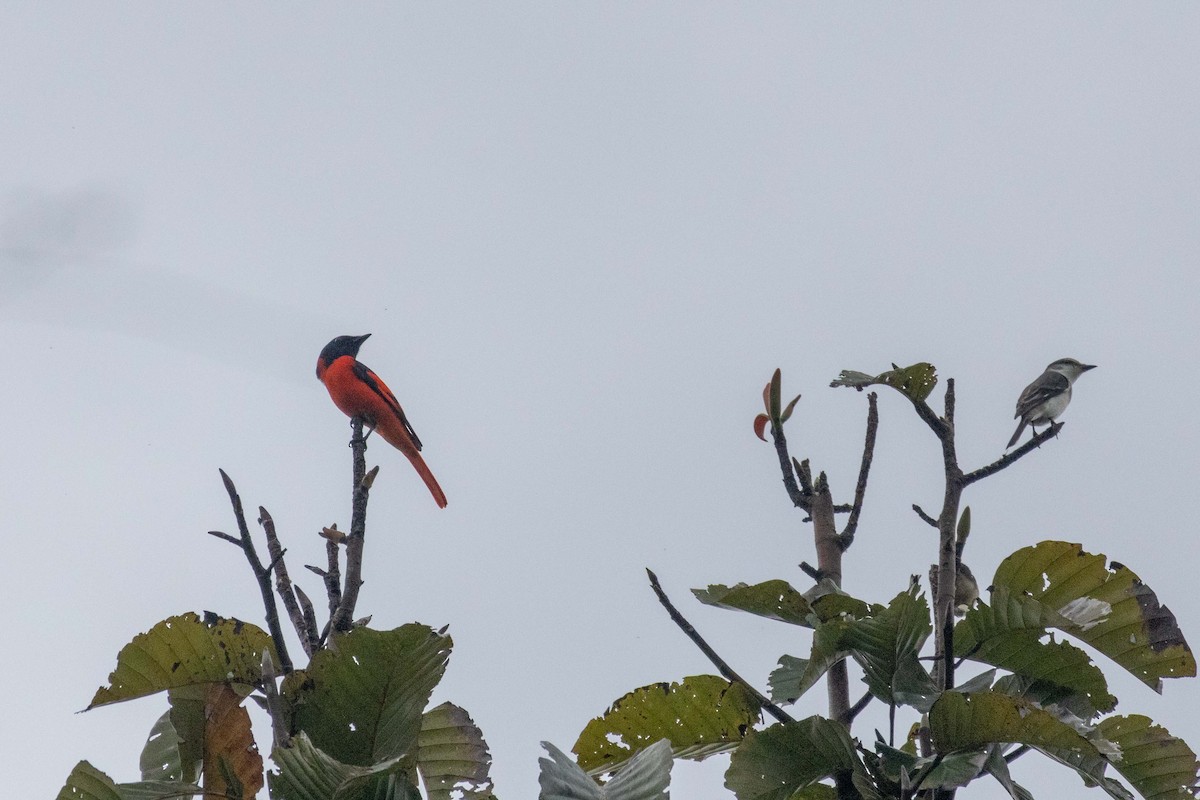 Scarlet Minivet (Scarlet) - ML647251700