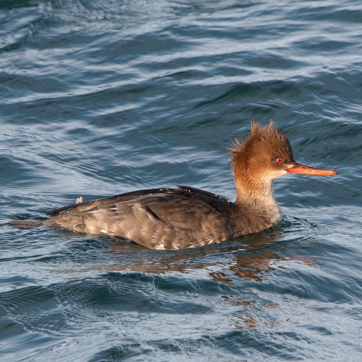 Крех середній - ML647251702