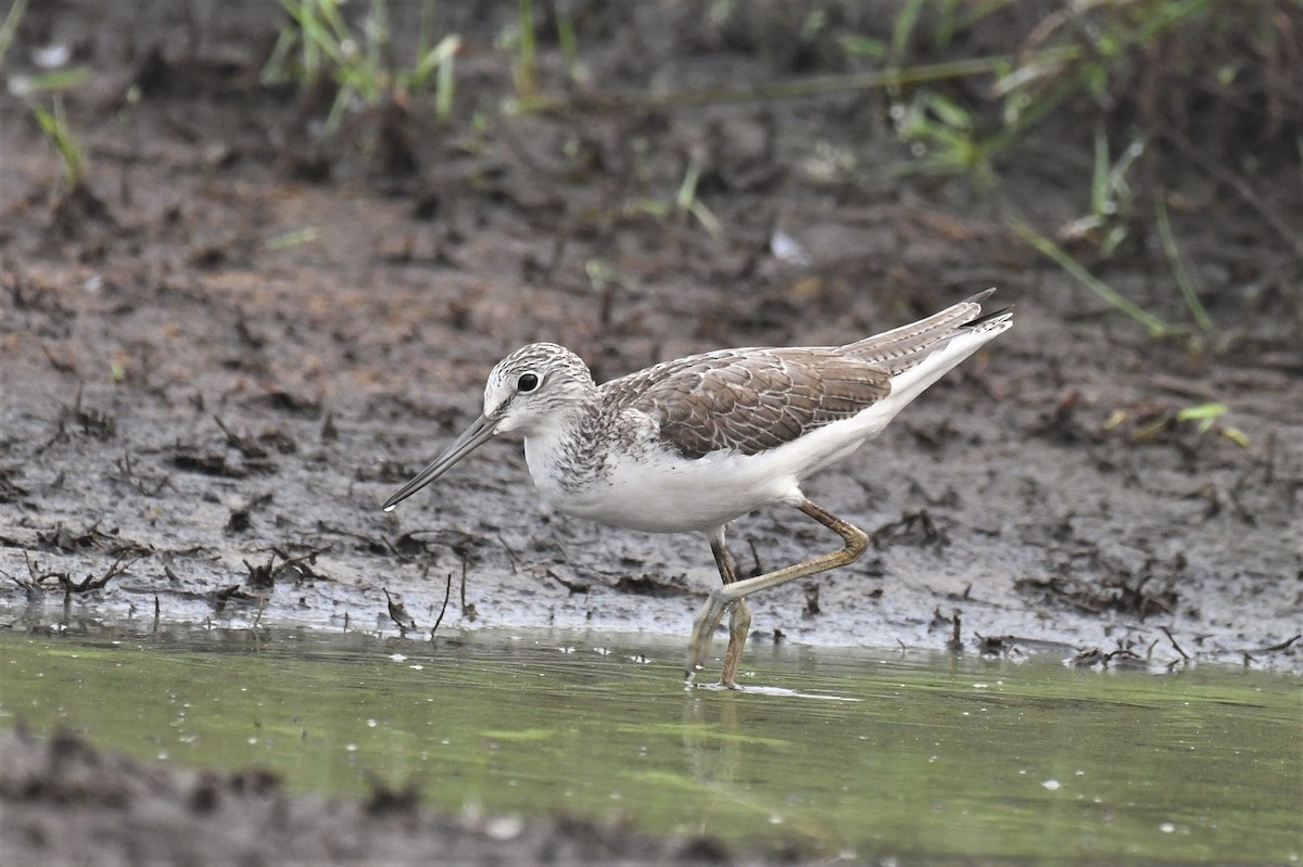 Коловодник великий - ML647251704