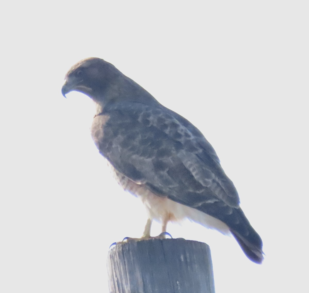 Канюк неоарктичний - ML647251707