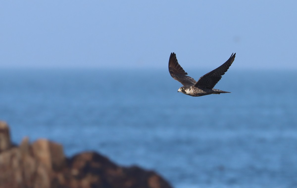 Сапсан - ML647251708