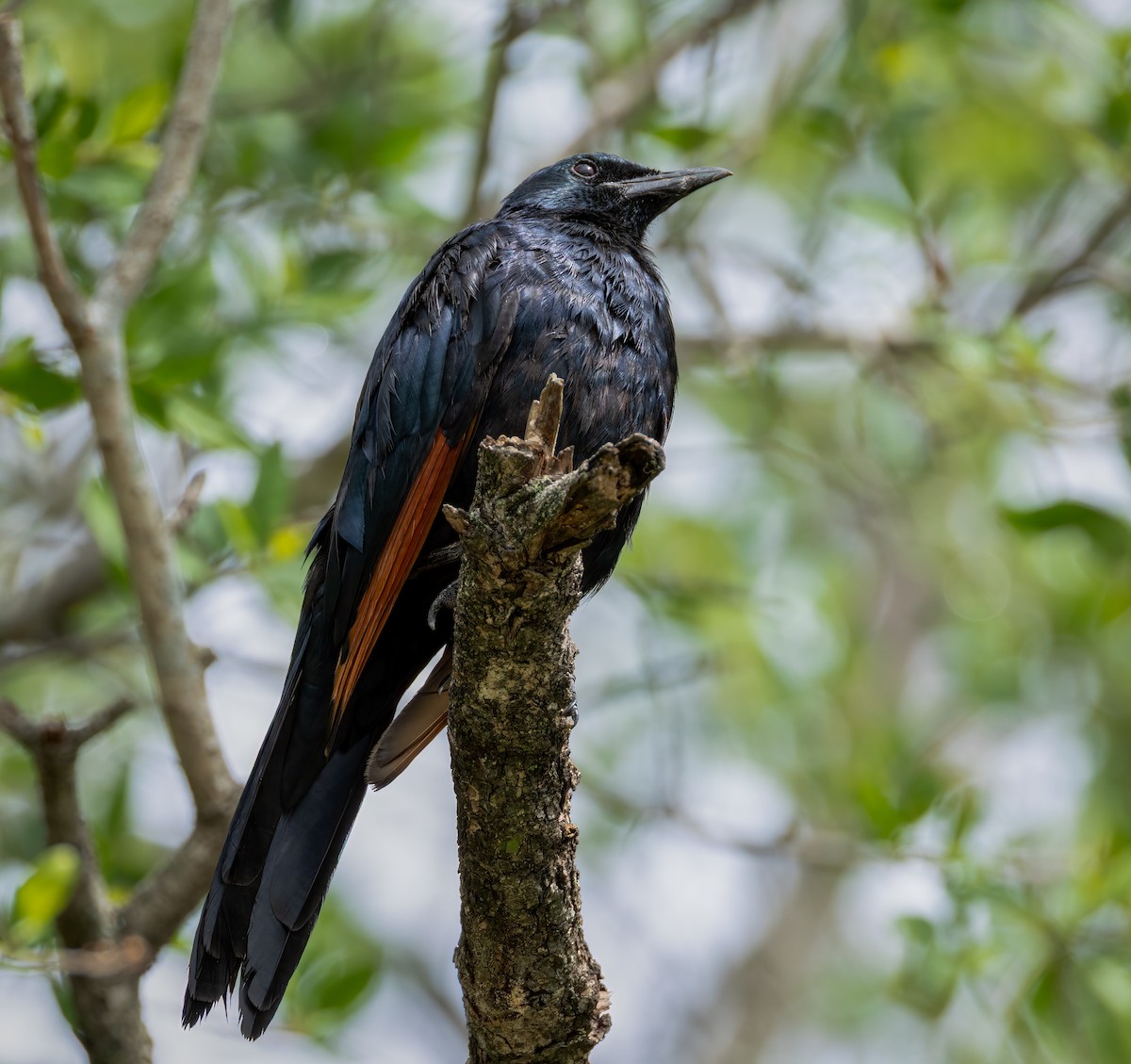 Моріо рудокрилий - ML647251709