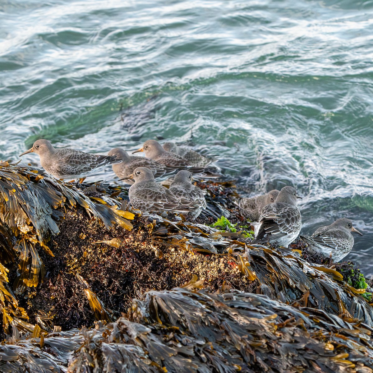 Побережник морський - ML647251710