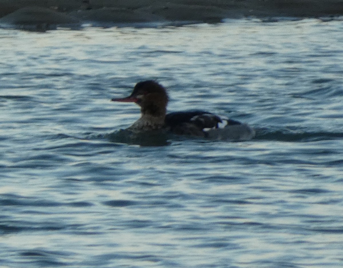 Крех середній - ML647251711