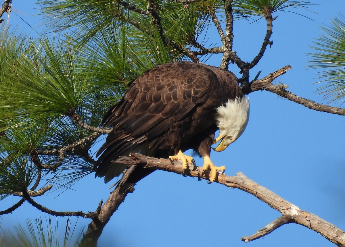 Орлан білоголовий - ML647251713
