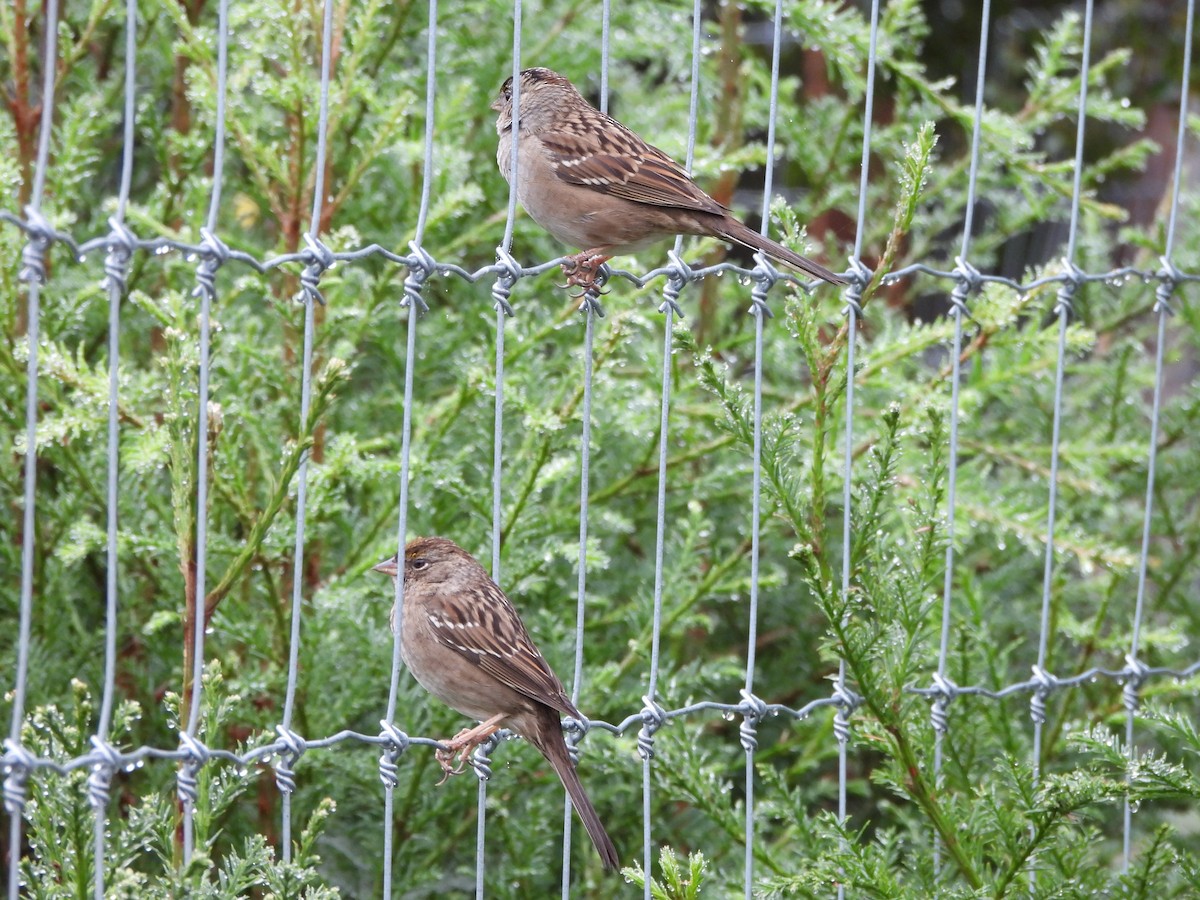 Бруант чорнобровий - ML647251714