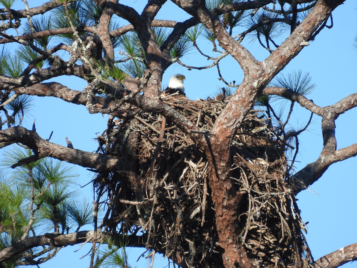 Орлан білоголовий - ML647251715
