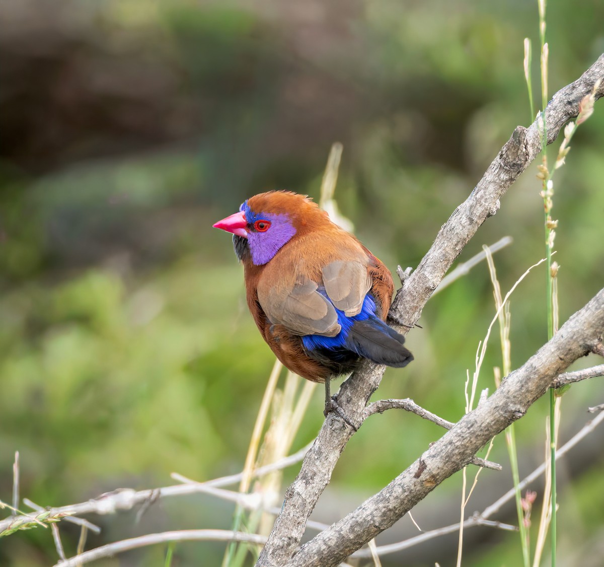 Астрильд гранатовий - ML647251716