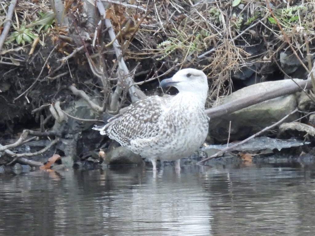 Мартин морський - ML647251717