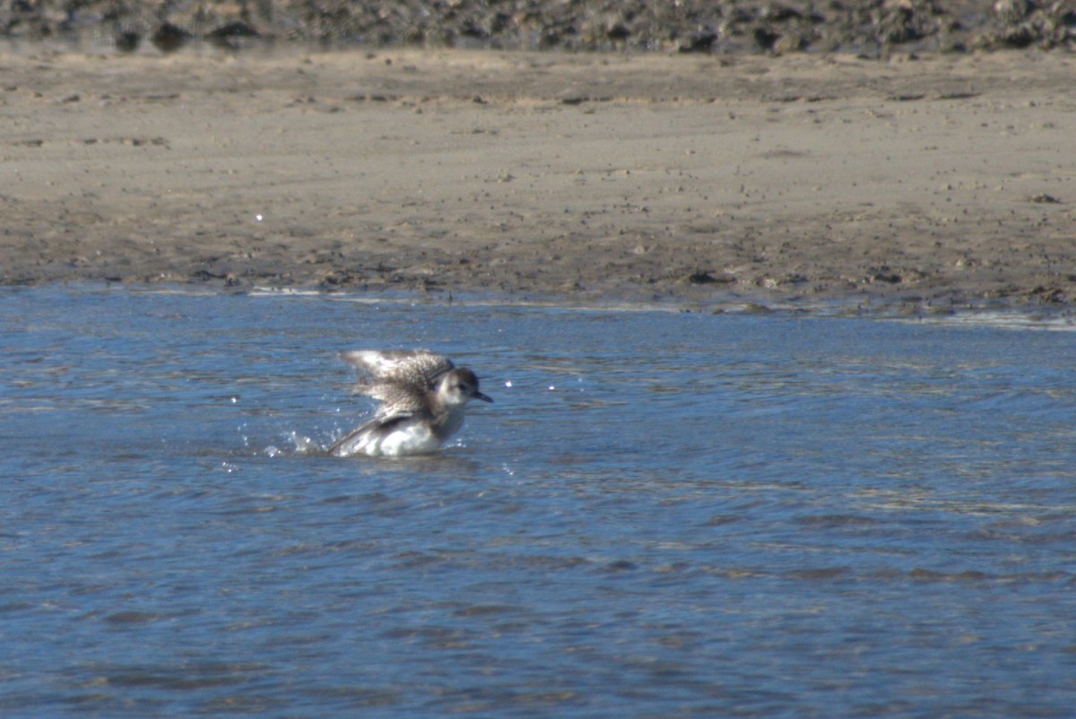 Сивка морська - ML647251718