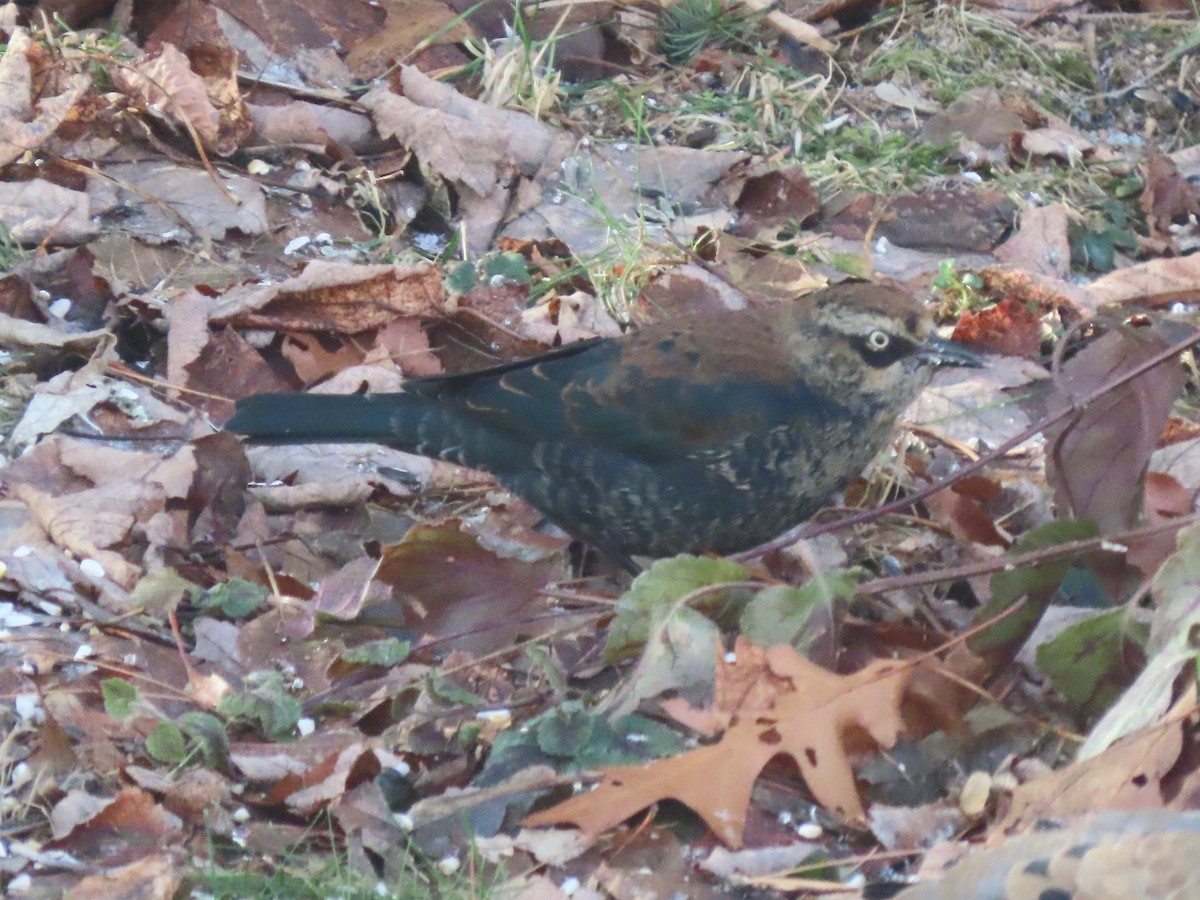 Трупіалець північний - ML647251719