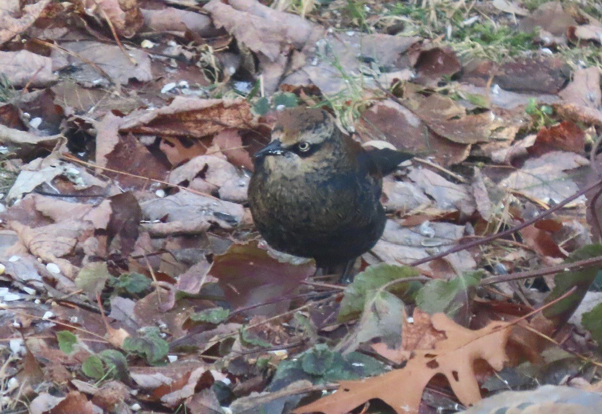 Трупіалець північний - ML647251720