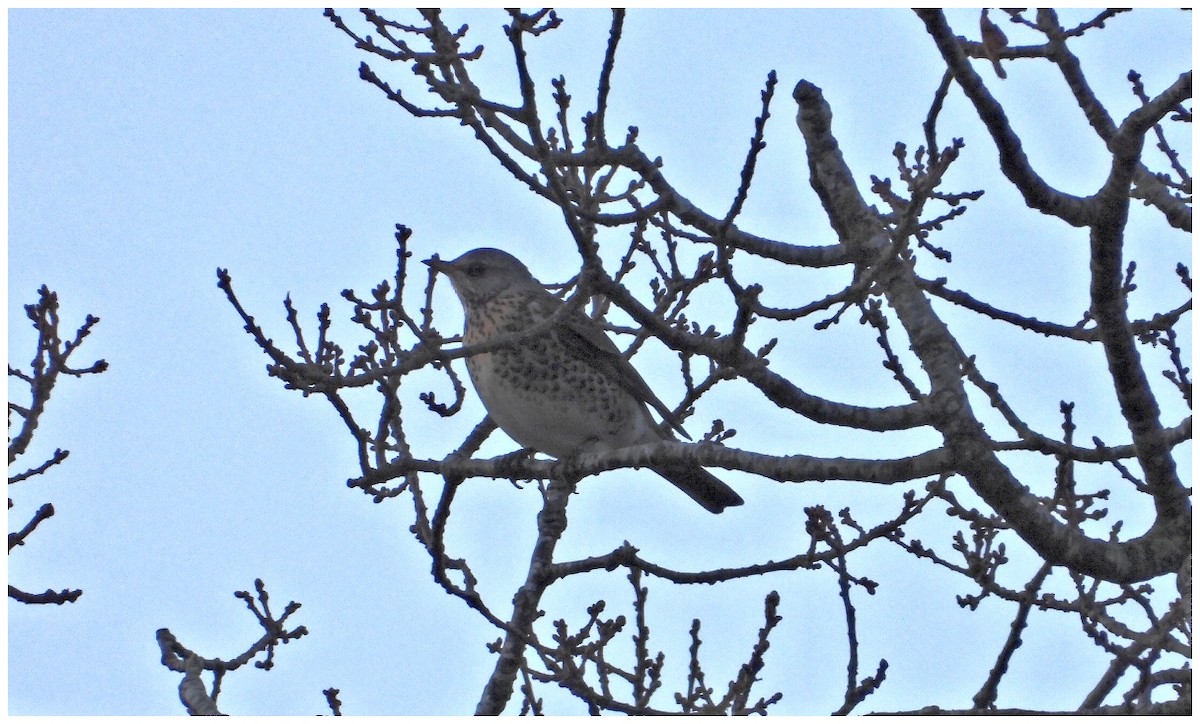 Чикотень - ML647251721