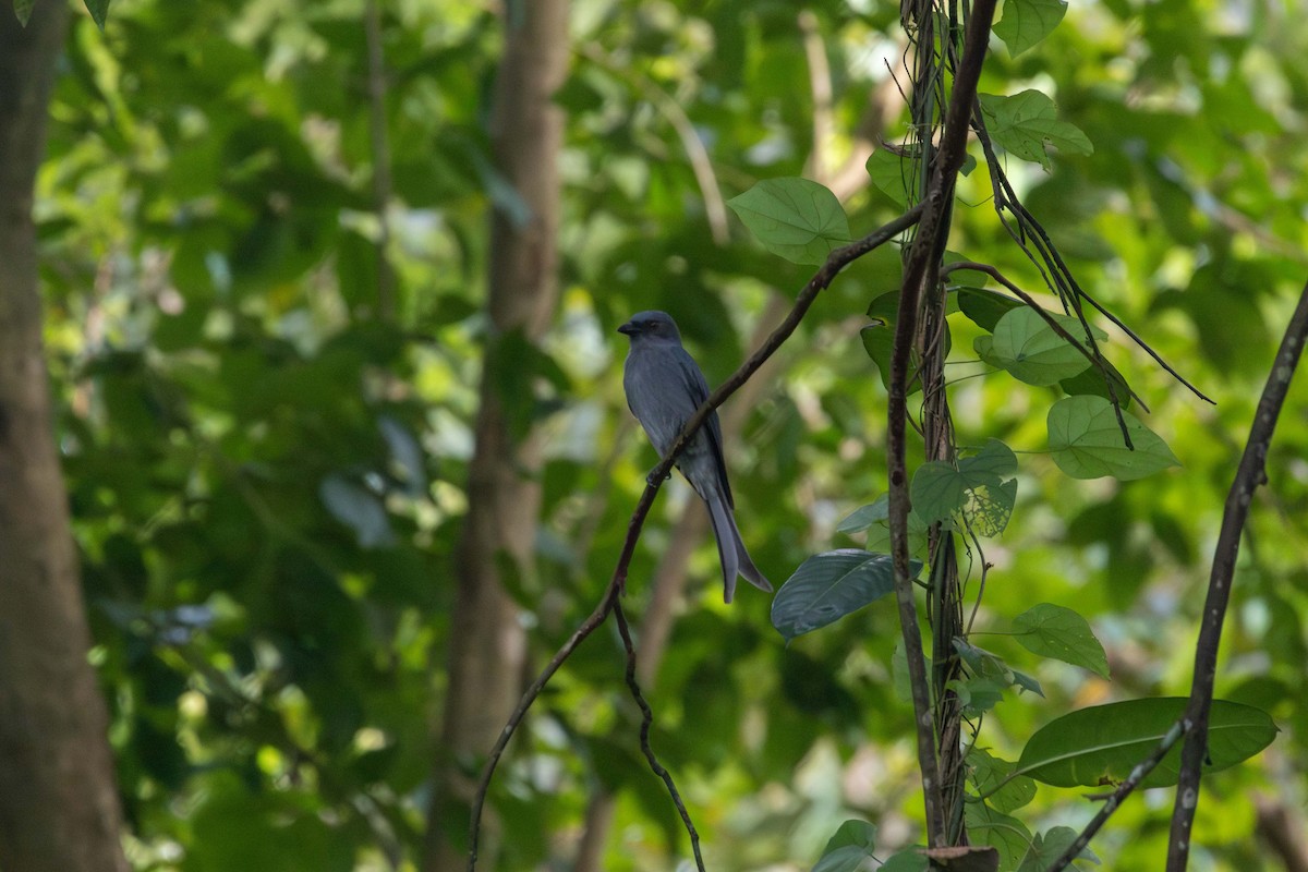 Дронго сірий [група leucophaeus] - ML647251722