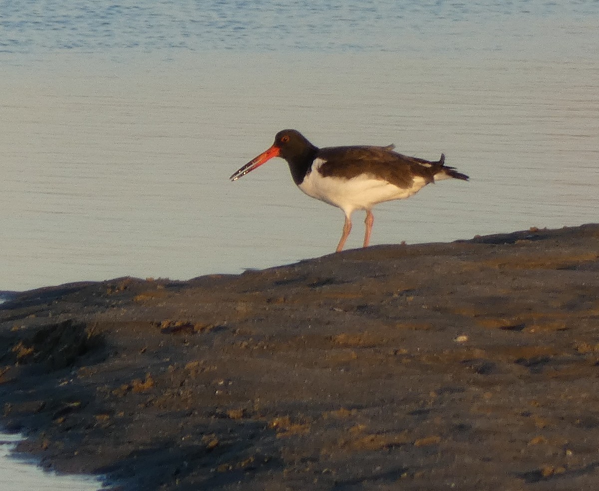 Кулик-сорока американський - ML647251723