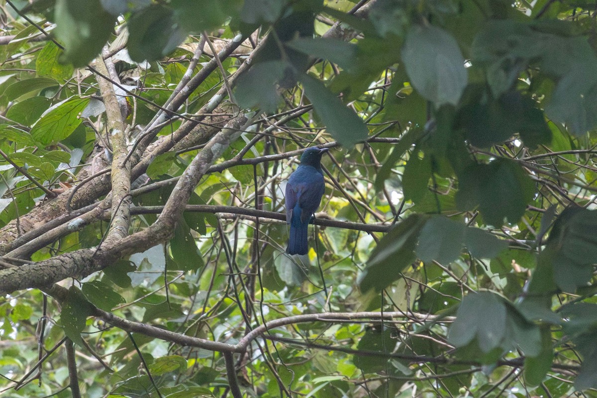 Зозуля-дронго азійська - ML647251725