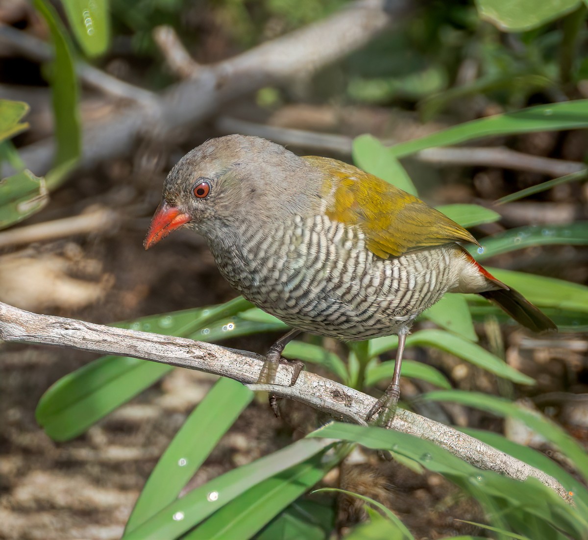 Мельба строката - ML647251726