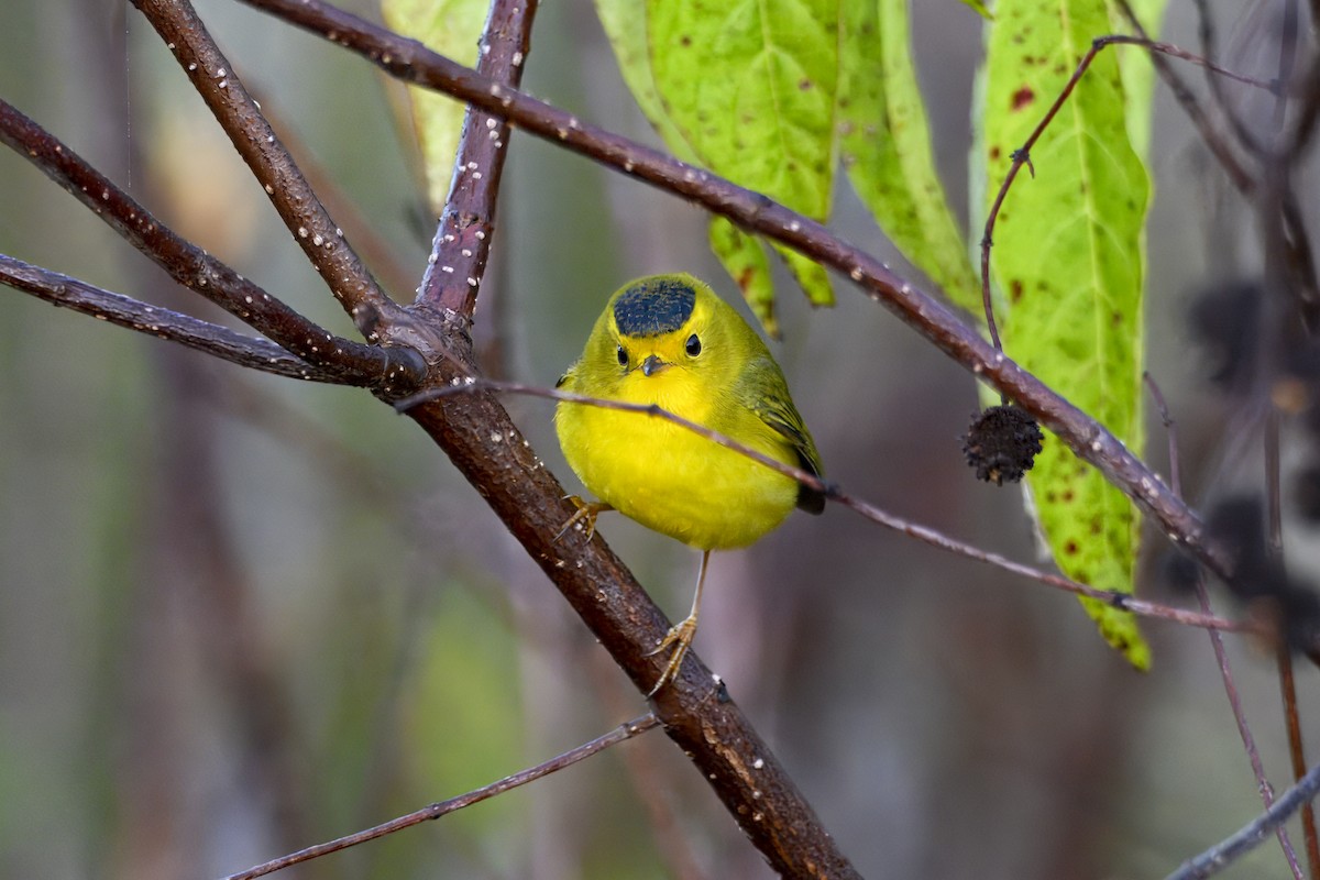 Болотянка мала - ML647251727