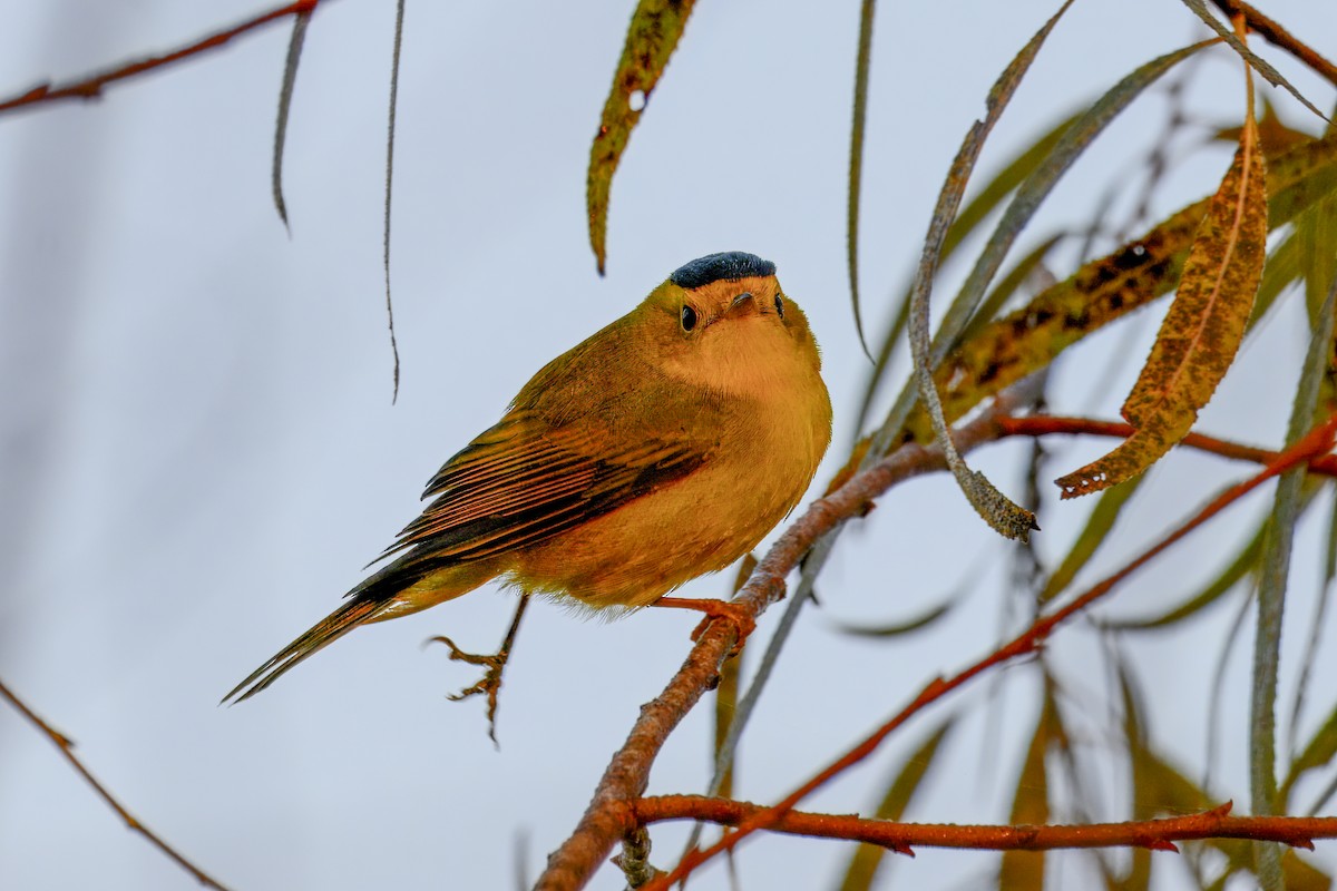 Болотянка мала - ML647251728