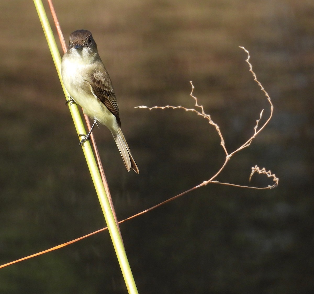 Феб буроспинний - ML647251731