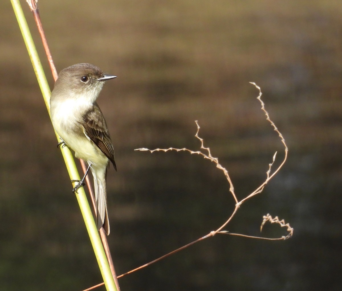 Eastern Phoebe - ML647251732