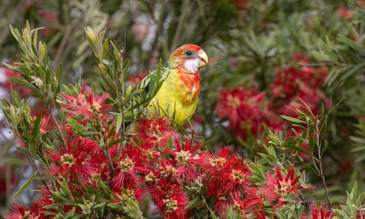 Розела білогорла - ML647251735